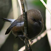 Reunion Grey White-eye