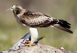 Booted Eagle