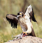 Booted Eagle