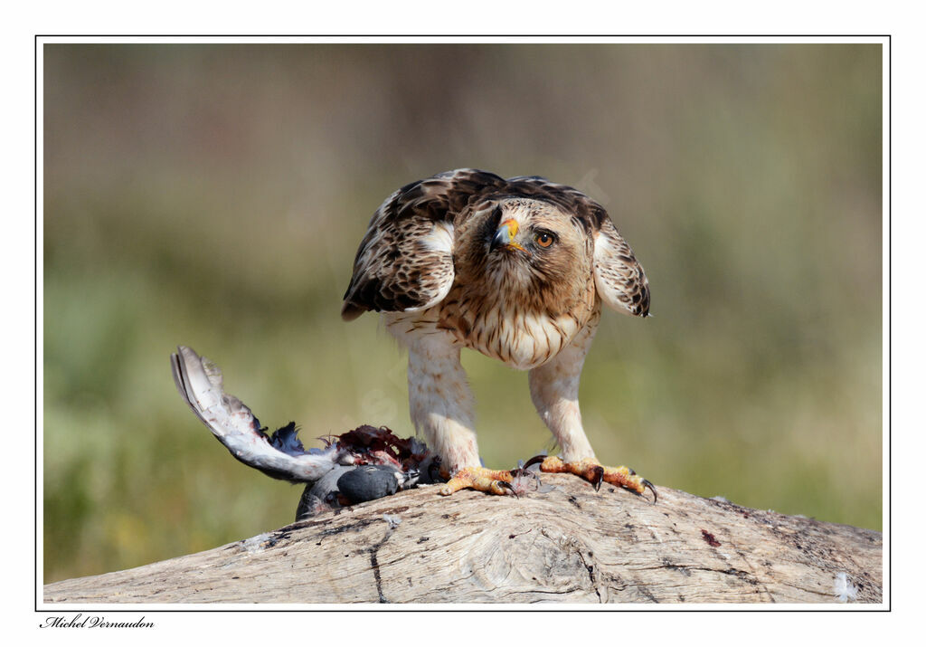 Booted Eagleadult, eats