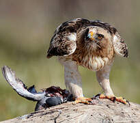 Booted Eagle