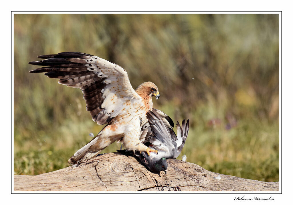 Aigle bottéadulte, pêche/chasse