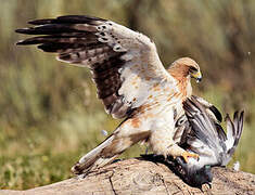 Booted Eagle