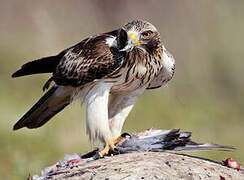 Booted Eagle