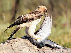 Booted Eagle