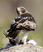 Booted Eagle