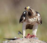 Booted Eagle