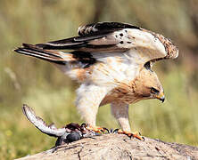 Booted Eagle