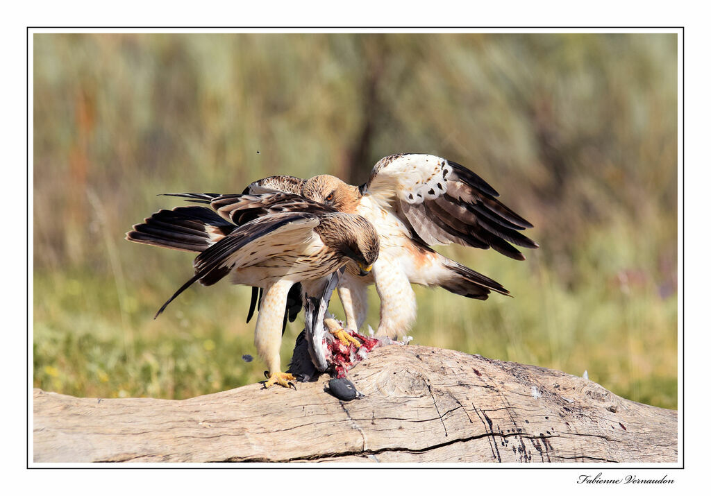 Booted Eagleadult, eats