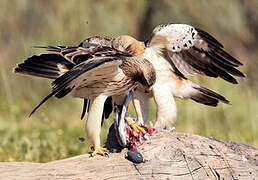 Booted Eagle