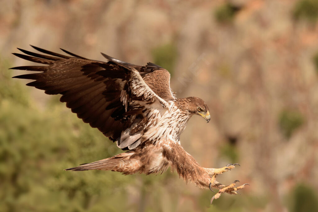 Aigle de Bonelli femelle adulte