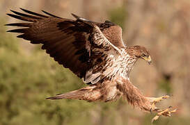 Bonelli's Eagle