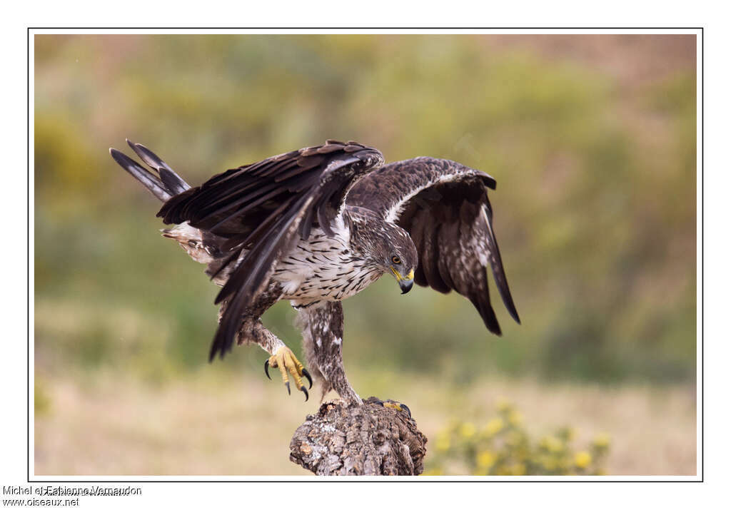 Aigle de Bonelliadulte, composition