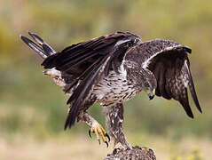 Aigle de Bonelli