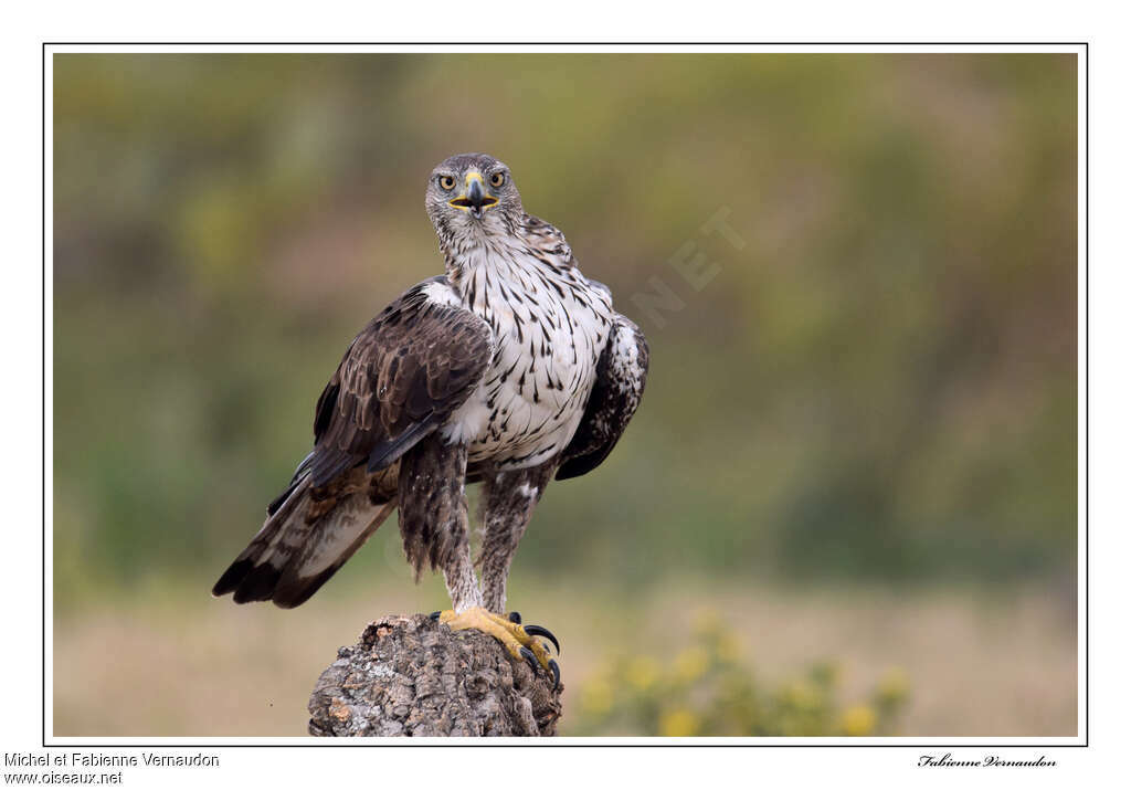 Aigle de Bonelliadulte, identification