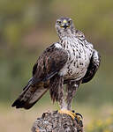 Aigle de Bonelli