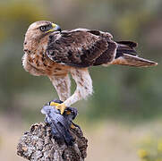 Bonelli's Eagle