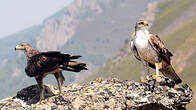 Aigle de Bonelli