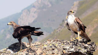 Bonelli's Eagle