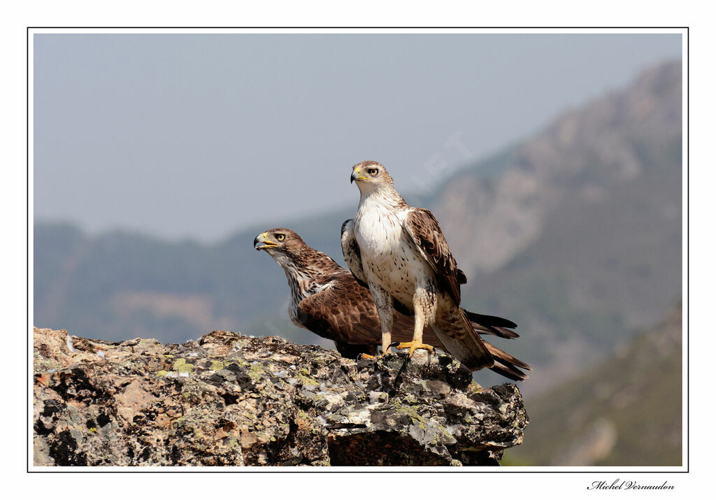 Aigle de Bonelliadulte