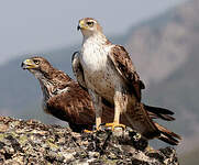 Aigle de Bonelli