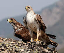 Aigle de Bonelli