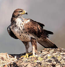 Aigle de Bonelli