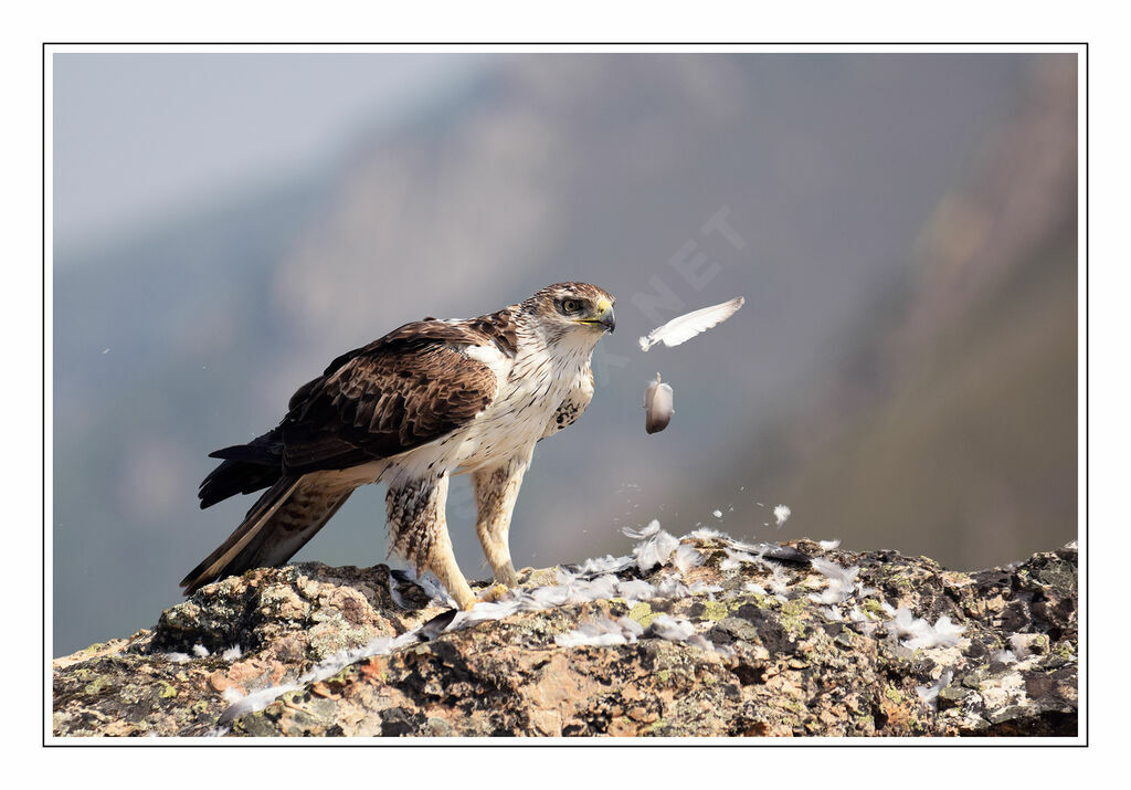 Aigle de Bonelli, mange