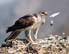 Aigle de Bonelli