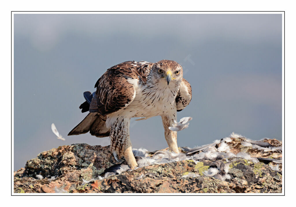 Bonelli's Eagle, eats