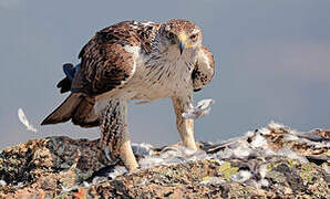 Bonelli's Eagle