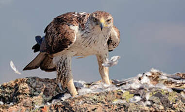 Aigle de Bonelli