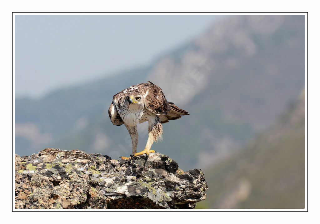 Bonelli's Eagle