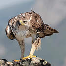 Aigle de Bonelli