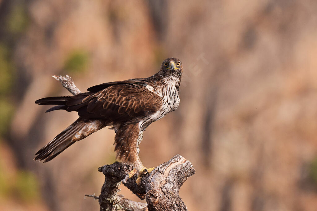 Aigle de Bonelli femelle adulte