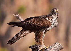 Bonelli's Eagle