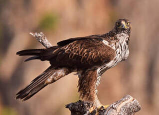 Aigle de Bonelli