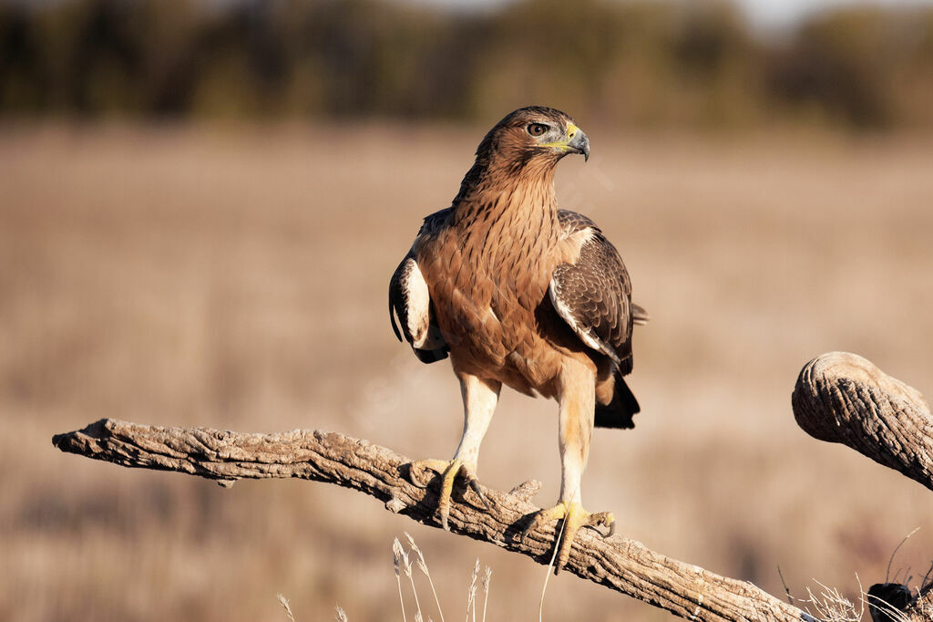 Bonelli's EagleSecond year