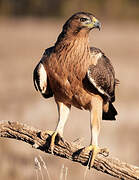 Bonelli's Eagle