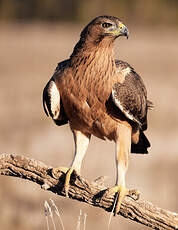 Aigle de Bonelli