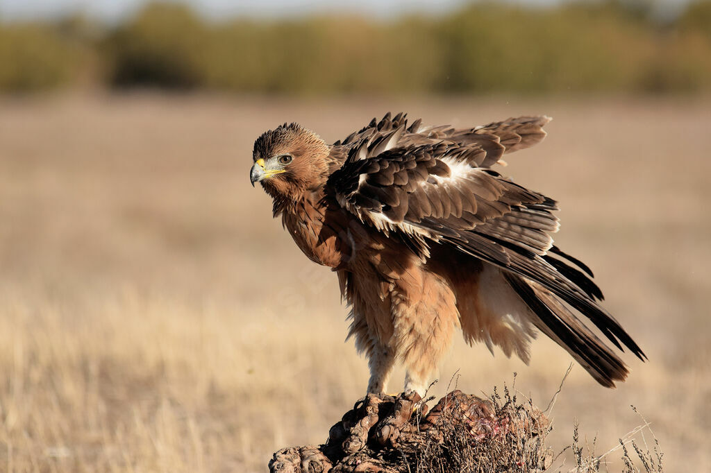 Aigle de Bonelli2ème année