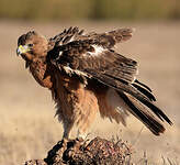 Aigle de Bonelli