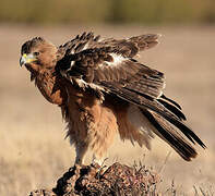 Bonelli's Eagle