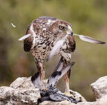 Aigle de Bonelli