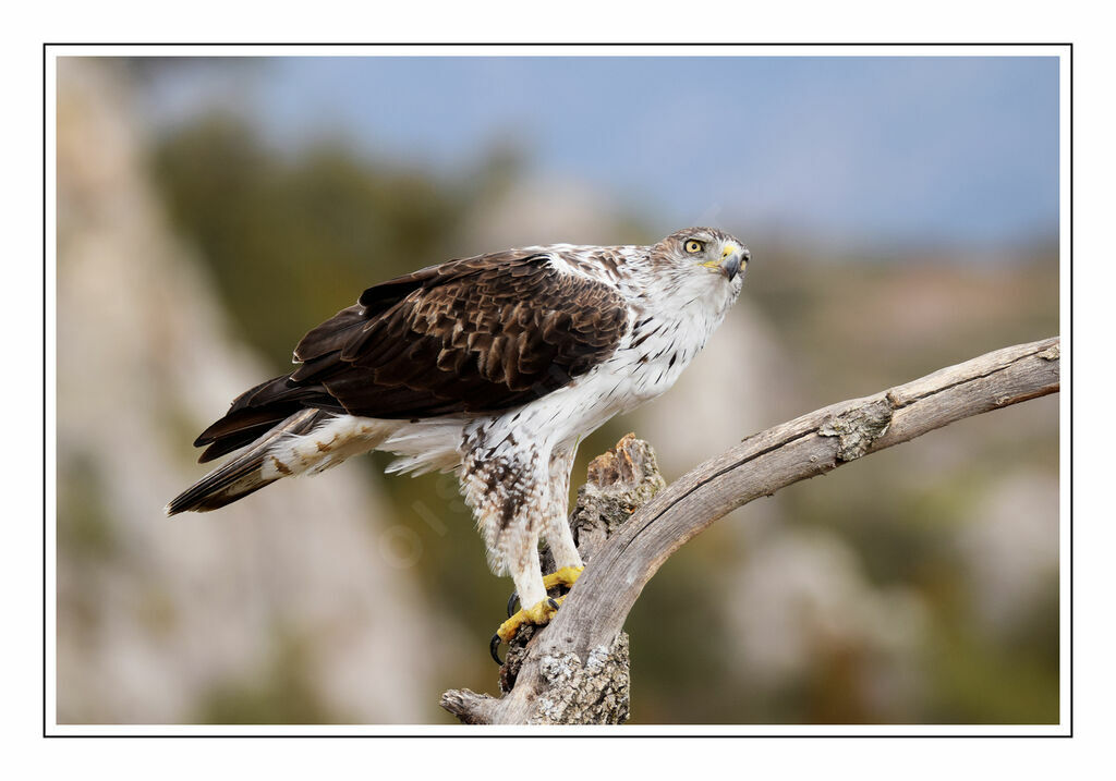 Bonelli's Eagle male adult