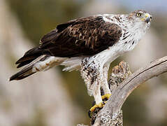 Bonelli's Eagle