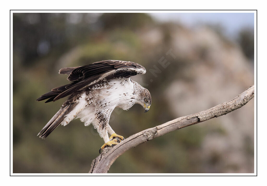 Aigle de Bonelli mâle adulte