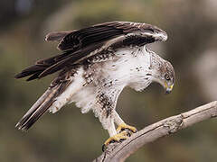 Aigle de Bonelli