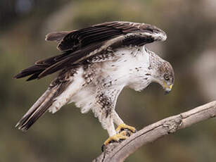 Aigle de Bonelli