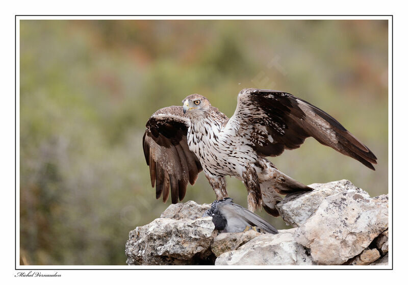 Bonelli's Eagle female adult